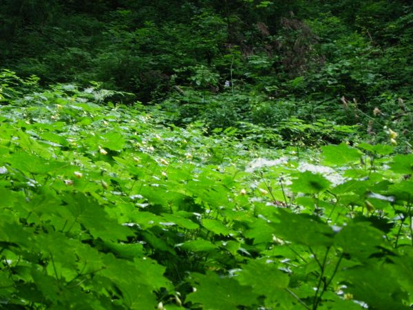 キレンゲショウマ