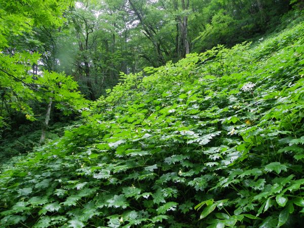 キレンゲショウマ