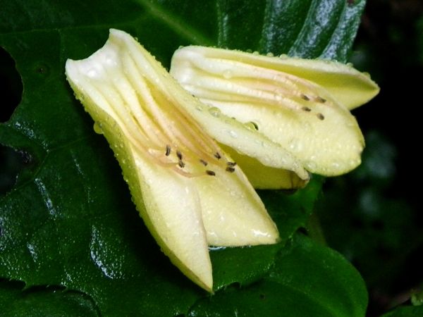 キレンゲショウマ