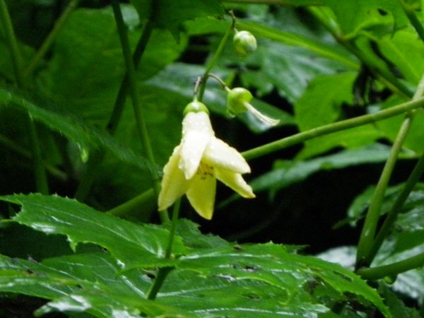 キレンゲショウマ