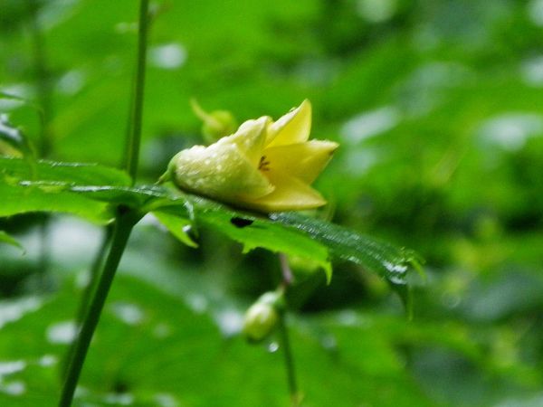 キレンゲショウマ