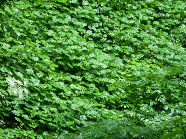 キレンゲショウマ