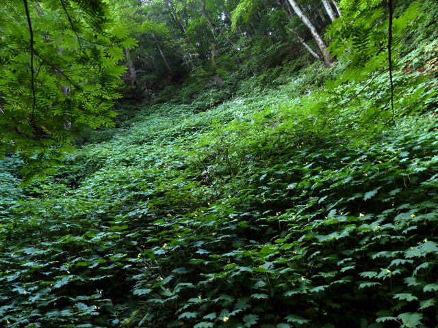 キレンゲショウマ