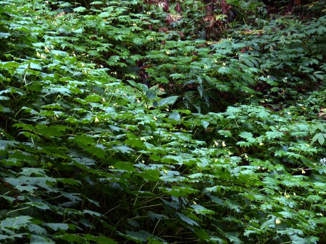 キレンゲショウマ