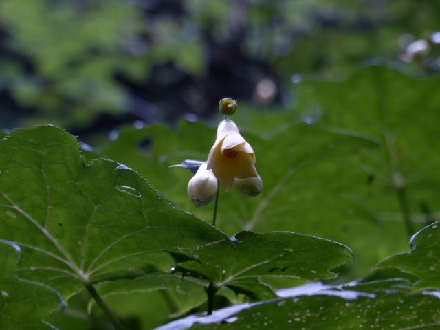 キレンゲショウマ