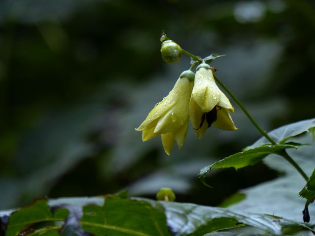 キレンゲショウマ