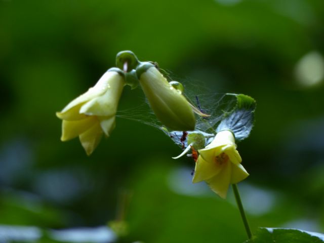 キレンゲショウマ