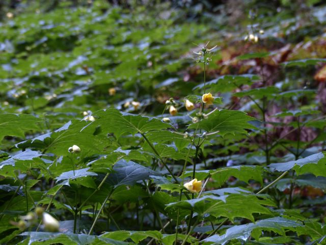 キレンゲショウマ