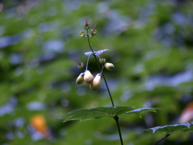 キレンゲショウマ