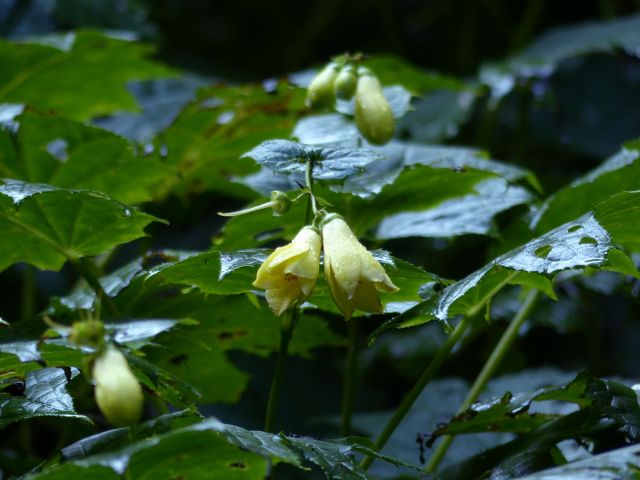 キレンゲショウマ