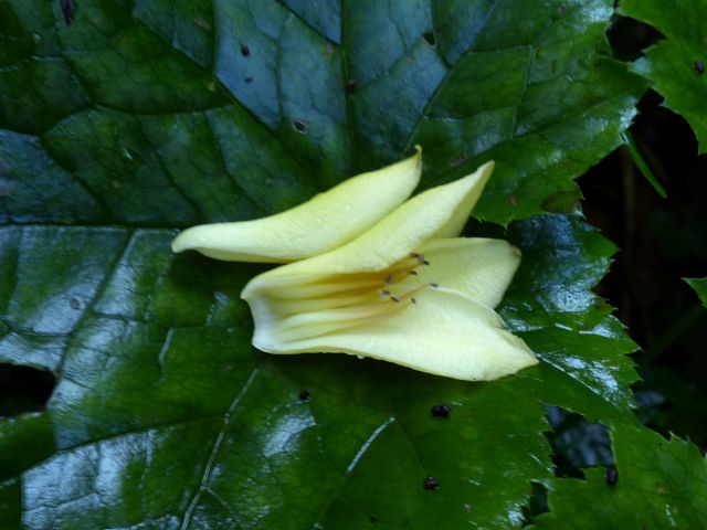 キレンゲショウマ