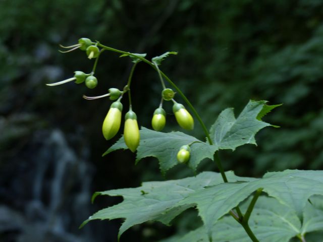 キレンゲショウマ