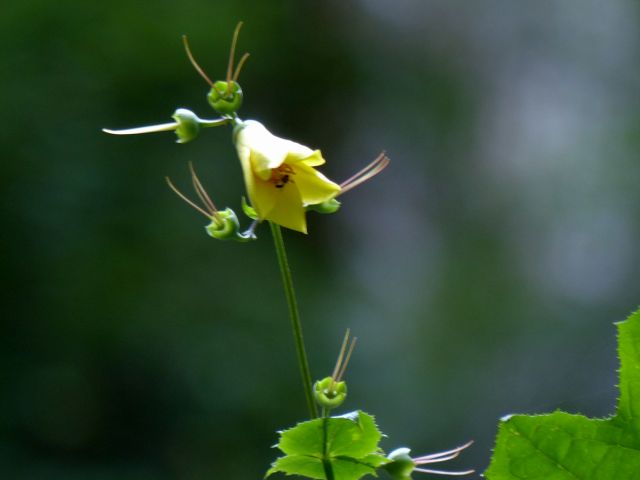 キレンゲショウマ