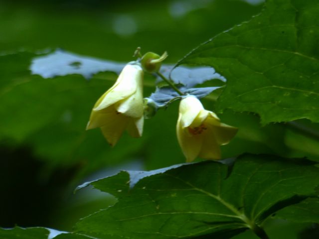 キレンゲショウマ