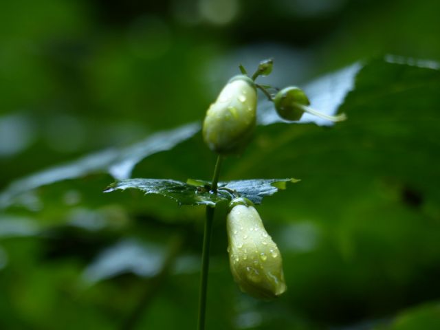 キレンゲショウマ