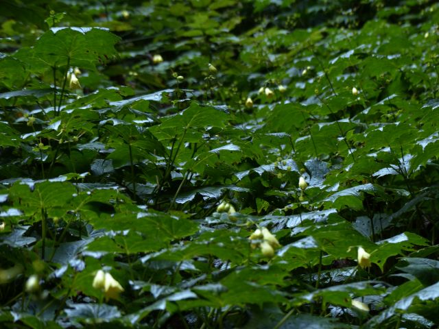 キレンゲショウマ