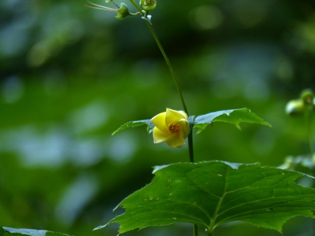 キレンゲショウマ