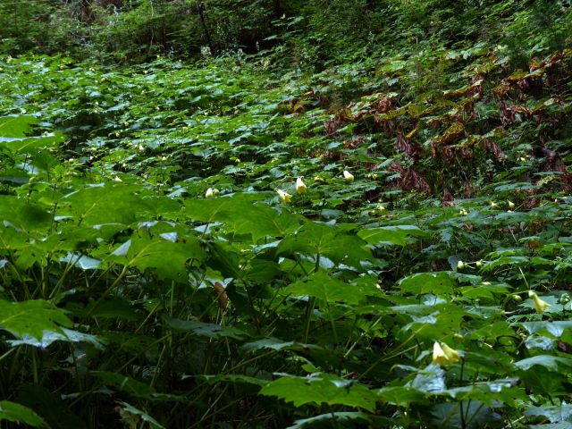 キレンゲショウマ