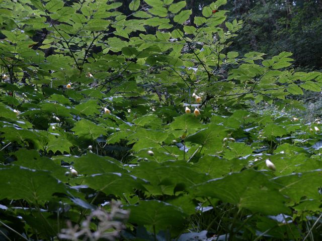 キレンゲショウマ