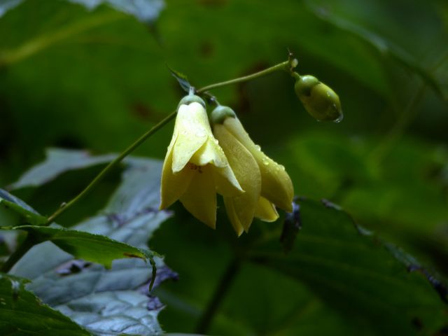 キレンゲショウマ