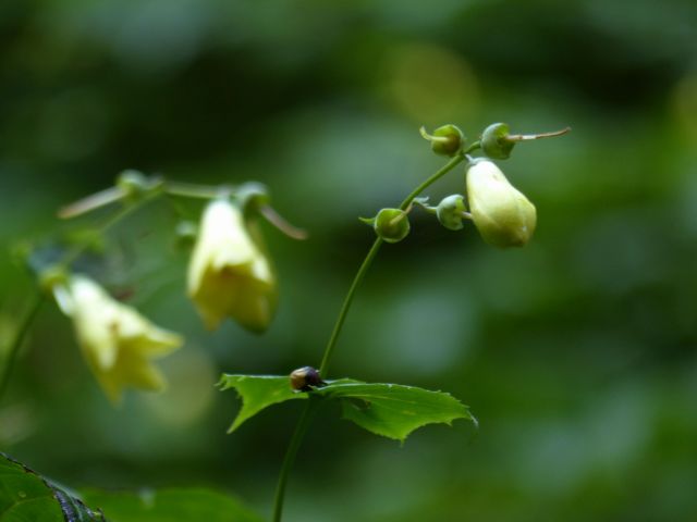 キレンゲショウマ