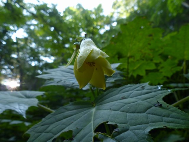 キレンゲショウマ