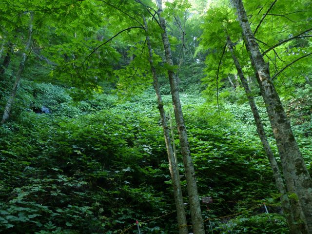 キレンゲショウマ