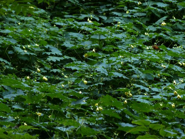 キレンゲショウマ