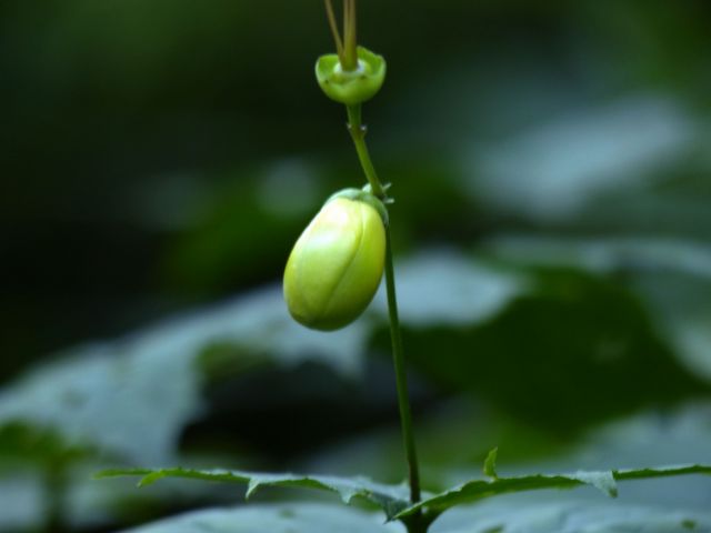 キレンゲショウマ