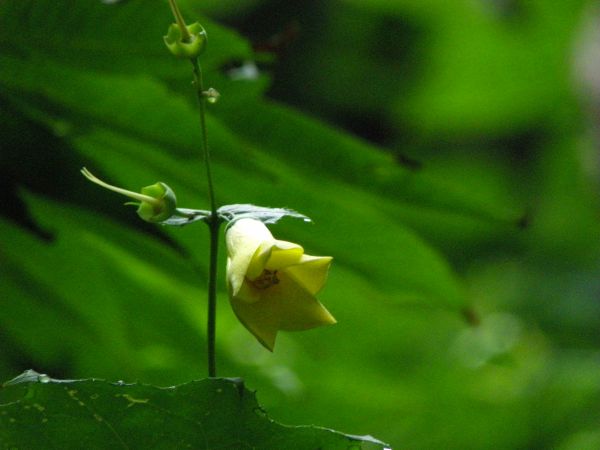 キレンゲショウマ