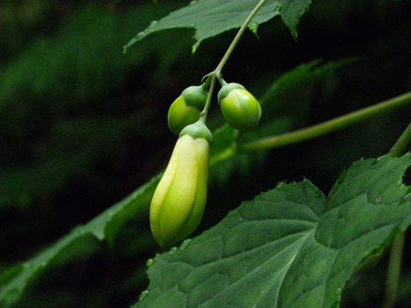 キレンゲショウマ