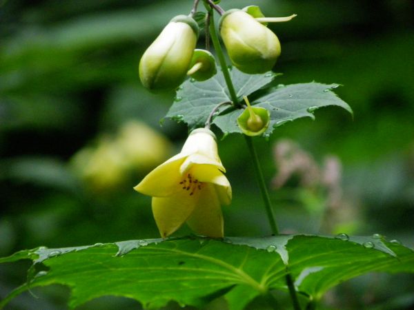 キレンゲショウマ