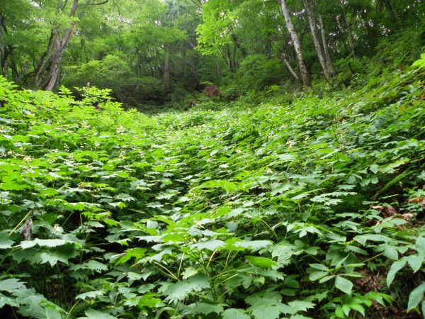 キレンゲショウマ