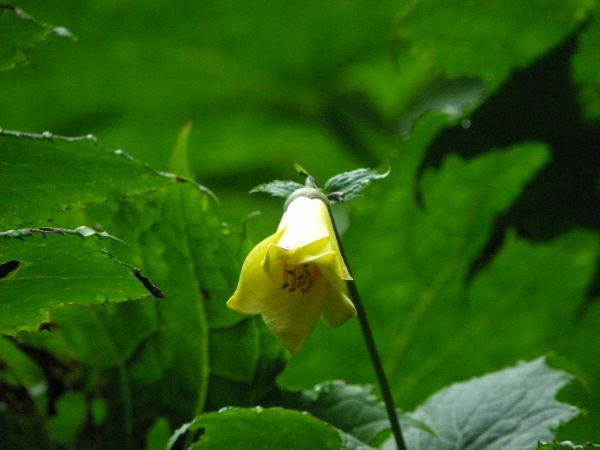 キレンゲショウマ