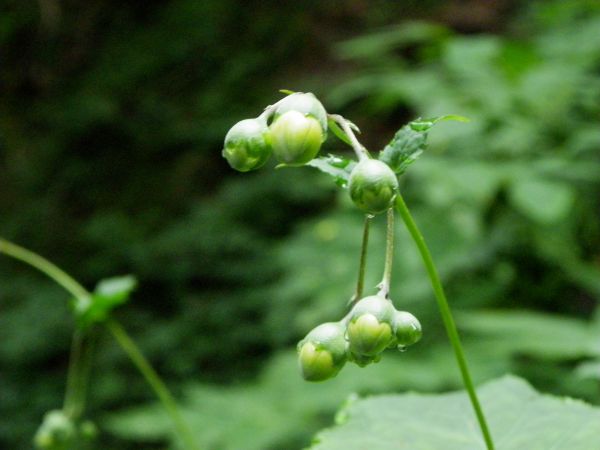 キレンゲショウマ