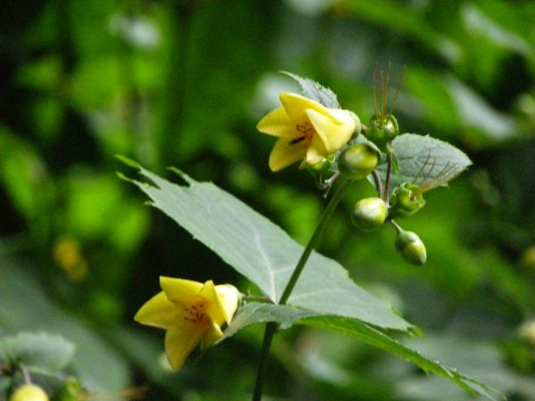 キレンゲショウマ