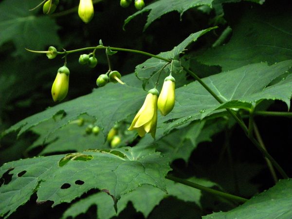 キレンゲショウマ