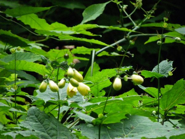 キレンゲショウマ