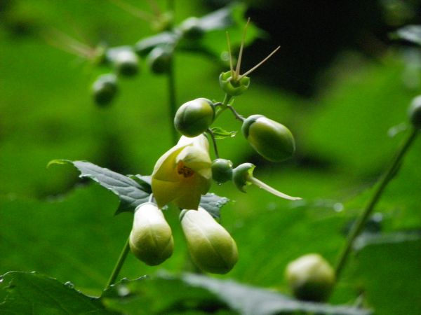 キレンゲショウマ