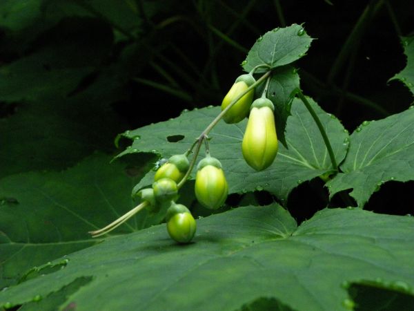 キレンゲショウマ