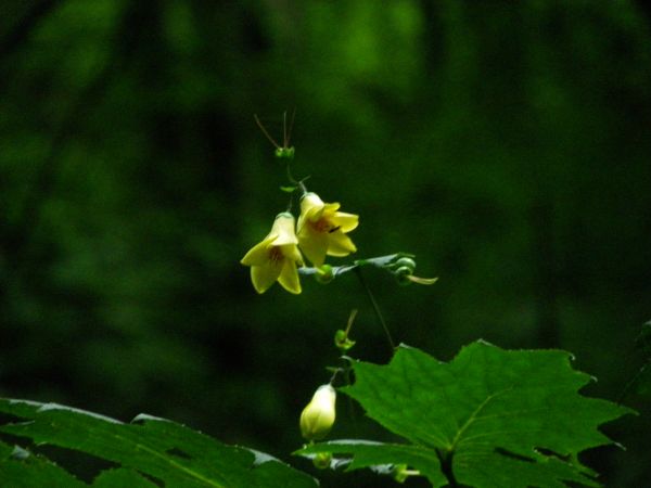 キレンゲショウマ