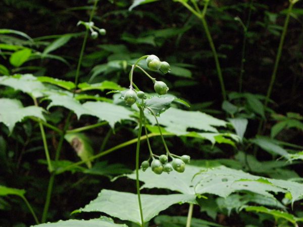 キレンゲショウマ