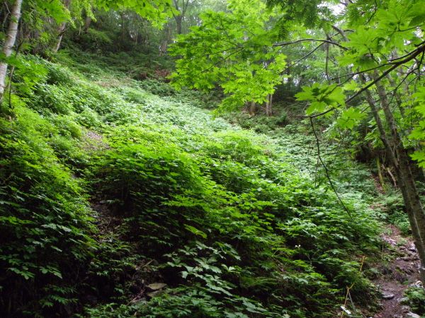 キレンゲショウマ