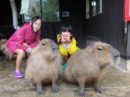 カピバラ