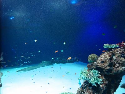 マリホ水族館