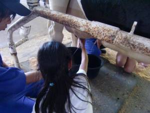 トムミルクファーム