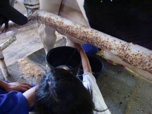 トムミルクファーム